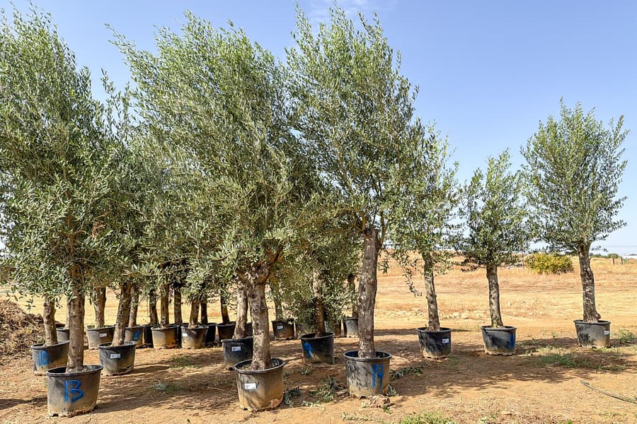 2 Olivenbäume Olea Europaea 